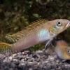Glänzender Zwergbuntbarsch, Nanochromis Splendens, 1 Paar 2 Glänzender Zwergbuntbarsch, Nanochromis Splendens, 1 Paar -Pet Supply Store Glaenzender Zwergbuntbarsch Nanochromis splendens 1