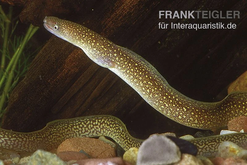 Goldstaubmuräne, Gymnothorax Tile (Rarität) 3 Goldstaubmuräne, Gymnothorax Tile (Rarität)