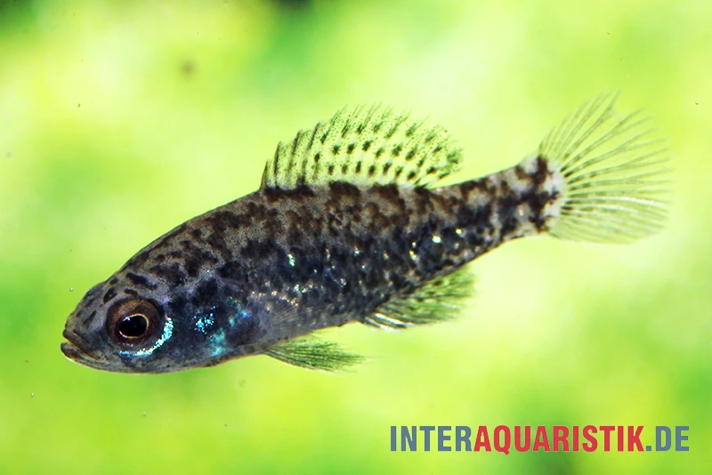 Golfküsten-Zwergschwarzbarsch, Elassoma Gilberti 3 Golfküsten-Zwergschwarzbarsch, Elassoma Gilberti