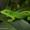 Grosser Madagaskar Taggecko, Phelsuma Mad. Grandis DNZ -Pet Supply Store Grosser Madagaskar Taggecko Phelsuma madagacariensis grandis 1