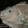 Grüner Leguan, Iguana Iguana -Pet Supply Store Gruener Leguan Iguana iguana 1