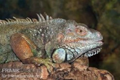 Grüner Leguan, Iguana Iguana 7 Grüner Leguan, Iguana Iguana -Pet Supply Store Gruener Leguan Iguana iguana 3
