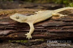 Pet Supply Store -Pet Supply Store Hausgecko Hemidactylus frenatus 2