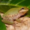 Eichhörnchenfrosch, Hyla Squirella -Pet Supply Store Hyla squirella regenfrosch eichhoernchenfrosch