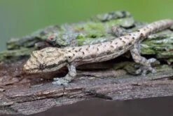 Jungferngecko, Lepidodactylus Lugubris