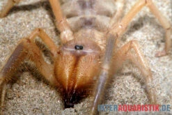 Pet Supply Store -Pet Supply Store Kamelspinne Walzenspinne Galeodes sp 2