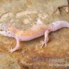 Leopardgecko, Eublepharis Macularius, WHITE & YELLOW 1 Leopardgecko, Eublepharis Macularius, WHITE & YELLOW -Pet Supply Store Leopardgecko Eublepharis macularius White and Yellow 7