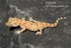 Lichtensteins Dünnfingergecko, Stenodactylus Sthenodactylus 5 Lichtensteins Dünnfingergecko, Stenodactylus Sthenodactylus -Pet Supply Store Lichtensteins Duennfingergecko Stenodactylus sthenodactylus 2