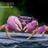 Lila Spider Crab, Neosarmatium Sp. Purple 2 Lila Spider Crab, Neosarmatium Sp. Purple -Pet Supply Store Lila Spider Crab Neosarmatium sp Purple 4