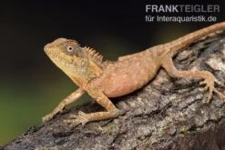 Nackenstachler, Acanthosaura Capra 7 Nackenstachler, Acanthosaura Capra -Pet Supply Store Nackenstachler Acanthosaura capra 3