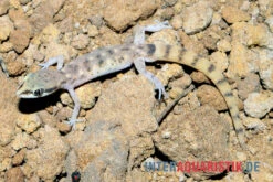 Nördlicher Sandgecko, Tropiocolotes Tripolitanus -Pet Supply Store Noerdlicher Sandgecko Tropiocolotes tripolitanus 3