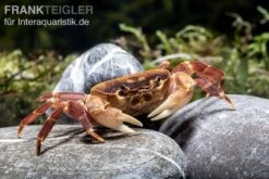 Orangenkrabbe, Sundathelphusa Sp. "orange" -Pet Supply Store Orangenkrabbe Sundathelphusa sp orange 2