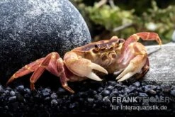 Orangenkrabbe, Sundathelphusa Sp. "orange" -Pet Supply Store Orangenkrabbe Sundathelphusa sp orange 3
