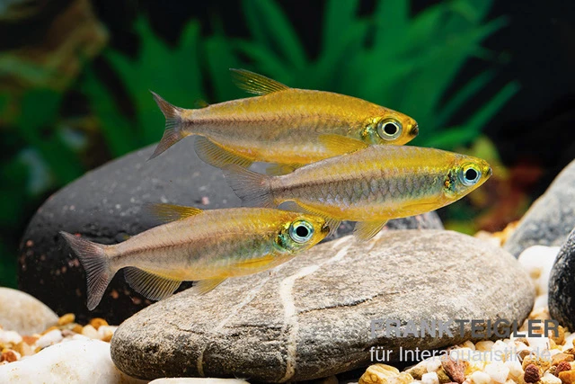 Oranger Kongosalmler, Phenacogrammus Cf. Aurantiacus "Bandundu Orange" 3 Oranger Kongosalmler, Phenacogrammus Cf. Aurantiacus "Bandundu Orange"