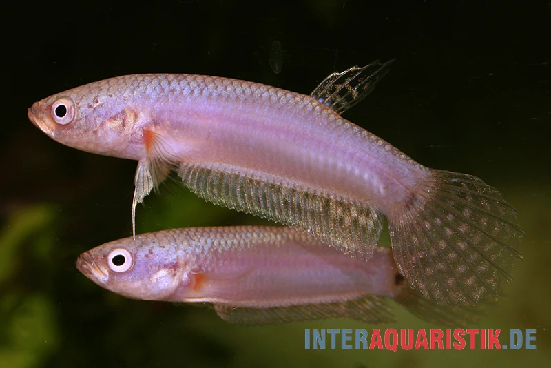 Pallifina-Kampffisch, Betta Pallifina, Paarweise 3 Pallifina-Kampffisch, Betta Pallifina, Paarweise