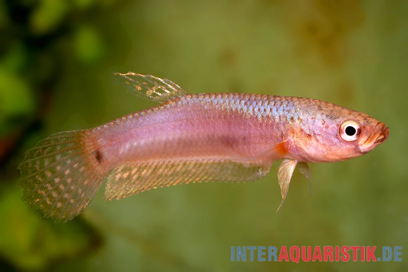 Pallifina-Kampffisch, Betta Pallifina, Paarweise 4 Pallifina-Kampffisch, Betta Pallifina, Paarweise - Image 2