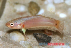 Pallifina-Kampffisch, Betta Pallifina, Paarweise 8 Pallifina-Kampffisch, Betta Pallifina, Paarweise -Pet Supply Store Pallifina Kampffisch Betta pallifina 3