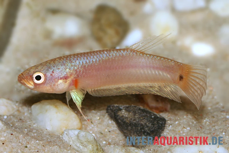 Pallifina-Kampffisch, Betta Pallifina, Paarweise 5 Pallifina-Kampffisch, Betta Pallifina, Paarweise - Image 3