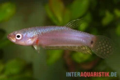 Pallifina-Kampffisch, Betta Pallifina, Paarweise 9 Pallifina-Kampffisch, Betta Pallifina, Paarweise -Pet Supply Store Pallifina Kampffisch Betta pallifina 4