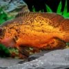 Pfauenaugenbuntbarsch "Smooth Red", Astronotus Ocellatus "Smooth Red" -Pet Supply Store Pfauenaugenbuntbarsch Smooth Red Astronotus ocellatus 1