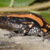 Gestreifter Wendehalsfrosch, Phrynomantis Bifasciatus 2 Gestreifter Wendehalsfrosch, Phrynomantis Bifasciatus -Pet Supply Store Phrynomantis bifasciatus Wendehalsfrosch