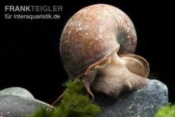 Afrikanische Riesen-Apfelschnecke, Pila Wernei -Pet Supply Store Pila wernei 1a