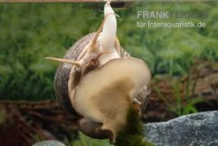 Afrikanische Riesen-Apfelschnecke, Pila Wernei -Pet Supply Store Pila wernei 5a