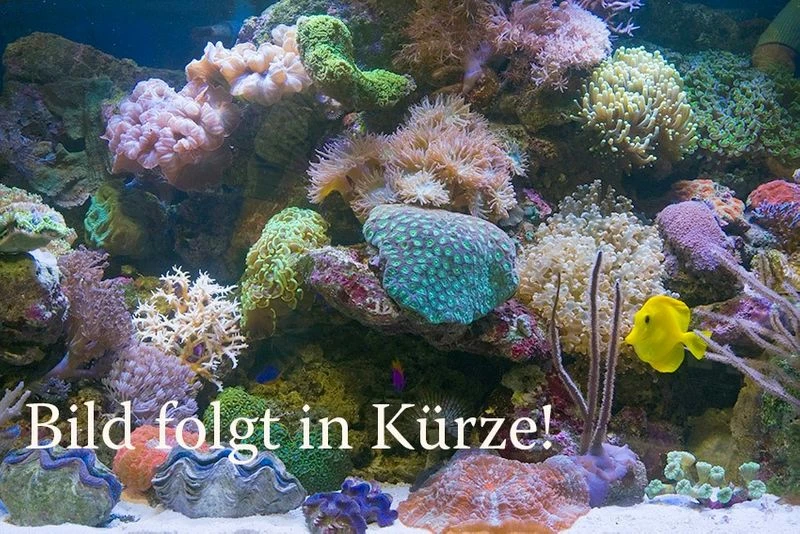 Goldfleck-Schlangenkopffisch, Channa Aurantimaculata 3 Goldfleck-Schlangenkopffisch, Channa Aurantimaculata