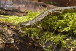 Spanischer Rippenmolch, Pleurodeles Waltl 18 Spanischer Rippenmolch, Pleurodeles Waltl -Pet Supply Store Pleurodeles waltl rippenmolch