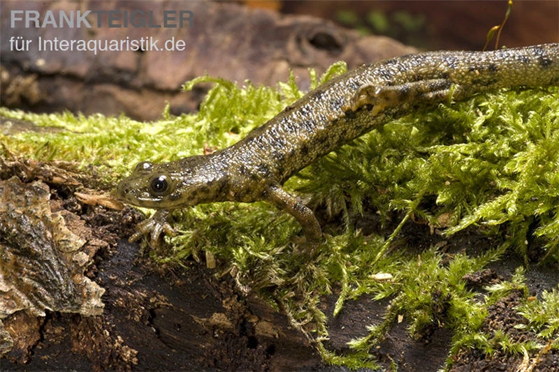 Spanischer Rippenmolch, Pleurodeles Waltl 10 Spanischer Rippenmolch, Pleurodeles Waltl - Image 8