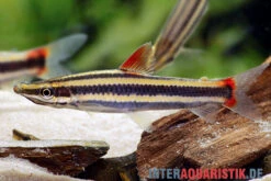 Prachtkopfsteher, Anostomus Anostomus -Pet Supply Store Prachtkopfsteher Anostomus anostomus neu 1