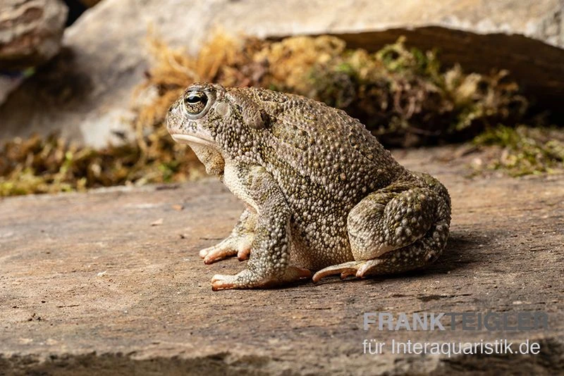 Präriekröte, Bufo Cognatus 4 Präriekröte, Bufo Cognatus - Image 2