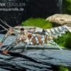 Maikäferkrebs, Procambarus Spiculifer 1 Maikäferkrebs, Procambarus Spiculifer -Pet Supply Store Procambarus spiculifer 2