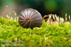 Pet Supply Store -Pet Supply Store Riesenkugler Castanotherium sp Indonesien 1 2