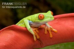 Rotaugenlaubfrosch, Agalychnis Callidryas DNZ 8 Rotaugenlaubfrosch, Agalychnis Callidryas DNZ -Pet Supply Store Rotaugenlaubfrosch Agalychnis callidryas 02
