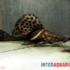Sailfin Pim, Leiarius Pictus 2 Sailfin Pim, Leiarius Pictus -Pet Supply Store Sailfin Pim Leiarius pictus 1