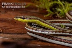 Sandrenn-Natter, Psammophis Elegans 7 Sandrenn-Natter, Psammophis Elegans -Pet Supply Store Sandrenn Natter Psammophis elegans 03