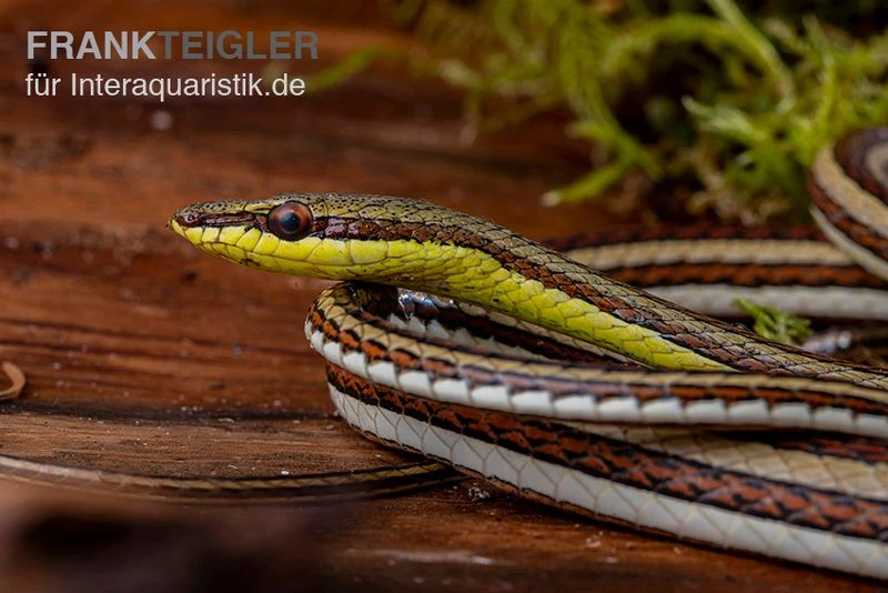 Sandrenn-Natter, Psammophis Elegans 5 Sandrenn-Natter, Psammophis Elegans - Image 3