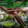 Scarface Flusskrebs, Procambarus Ouachitae -Pet Supply Store Scarface Flusskrebs Procambarus ouachitae 1