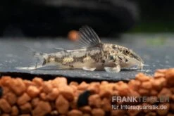 Schabracken-Panzerwels, Scleromystax Barbatus -Pet Supply Store Scleromystax barbatus 8