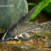 Schabracken-Panzerwels, Scleromystax Barbatus 2 Schabracken-Panzerwels, Scleromystax Barbatus -Pet Supply Store Scleromystax barbatus Corydoras barbatus