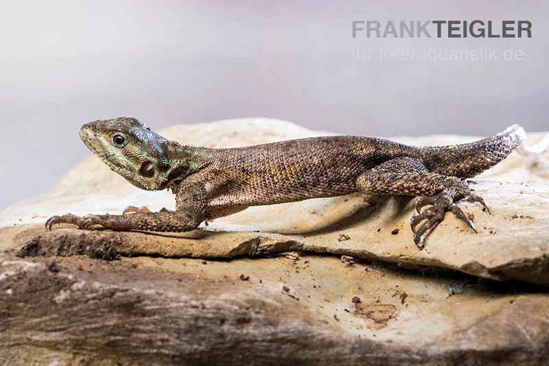 Siedleragame, Agama Agama 4 Siedleragame, Agama Agama - Image 2