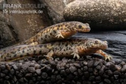 Spanischer Rippenmolch, Pleurodeles Waltl 14 Spanischer Rippenmolch, Pleurodeles Waltl -Pet Supply Store Spanischer Rippenmolch Pleurodeles waltl 4