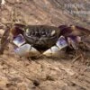 Spider Crab Sp. Blue, Neosarmatium Rotundifrons -Pet Supply Store Spider Crab Blue
