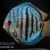 Diskusfisch ASIA-NZ, Symphysodon Discus Red Spotted Green 1 Diskusfisch ASIA-NZ, Symphysodon Discus Red Spotted Green -Pet Supply Store Symphysodon aequifasciatus Red Spotted Green 4