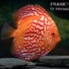 Diskusfisch ASIA-NZ, Symphysodon Discus Red Stone (Fire Stone) -Pet Supply Store Symphysodon aequifasciatus Red Stone