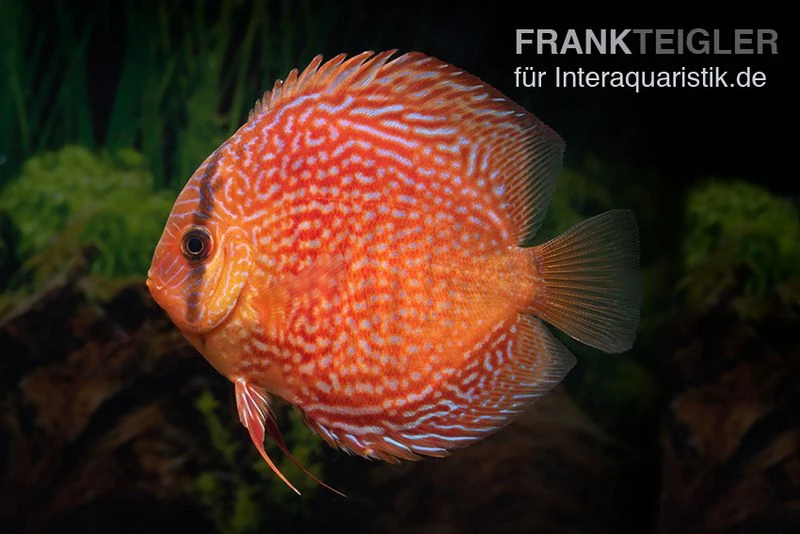 Diskusfisch ASIA-NZ, Symphysodon Discus Leopard Snakeskin (Red Spotted Snake) 4 Diskusfisch ASIA-NZ, Symphysodon Discus Leopard Snakeskin (Red Spotted Snake) - Image 2