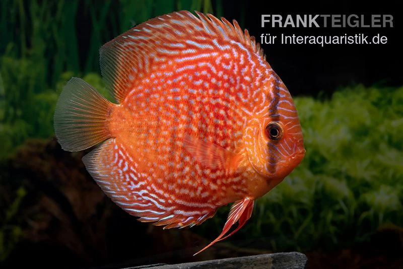 Diskusfisch ASIA-NZ, Symphysodon Discus Leopard Snakeskin (Red Spotted Snake) 3 Diskusfisch ASIA-NZ, Symphysodon Discus Leopard Snakeskin (Red Spotted Snake)