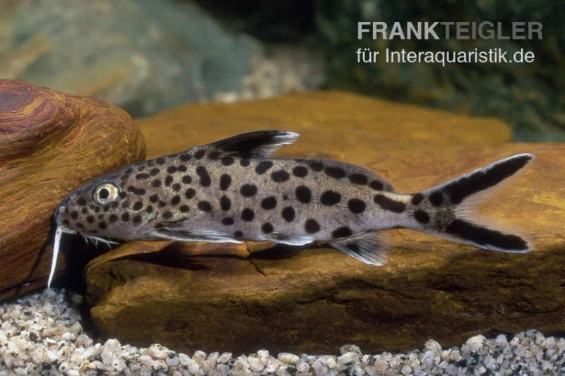 Vielpunkt-Kuckuckswels, Synodontis Multipunctatus 3 Vielpunkt-Kuckuckswels, Synodontis Multipunctatus