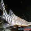 Tigerwels, Merodontotus Tigrinus 1 Tigerwels, Merodontotus Tigrinus -Pet Supply Store Tigerwels Merodontotus tigrinus